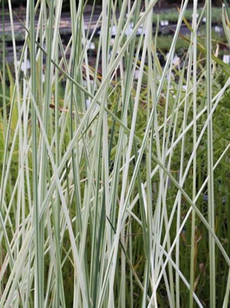 Weißgestreifte Teich-Simse 'Albescens' / Weißgestreifte Teich-Simse 'Albescens'