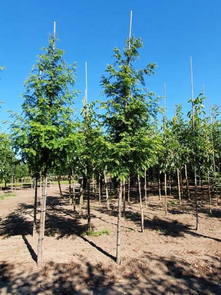 Urweltmammutbaum / Wasserlärche / Wassertanne  / Urweltmammutbaum / Wasserlärche / Wassertanne 