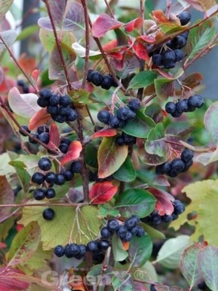 Aronia prunifolia 'Nero' / Schwarzfruchtige Apfelbeere 'Nero' mit dunkelvioletten Beeren in dichten Trauben und rotgrünem Laub