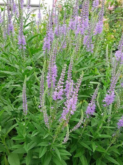 Kandelaber-Ehrenpreis 'Apollo' / Veronicastrum virginicum 'Apollo'