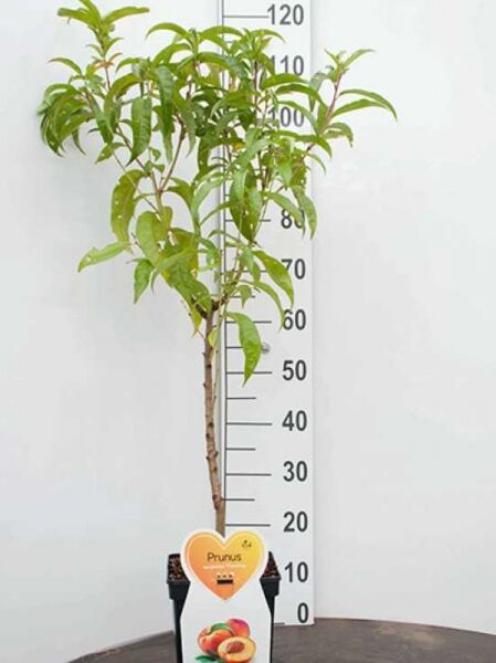 Prunus persica var. nucipersica / Nektarine Halbstamm C7, junger Baum im Topf mit grünem Laub.