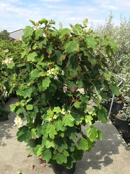Eichblättrige Hortensie (Hydrangea quercifolia) 125-150 cm C20, Strauch im Topf mit großen, eichblattähnlichen Blättern und weißen Blütenrispen.