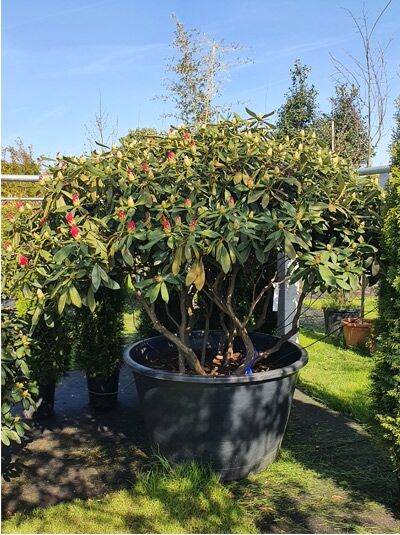 Rhododendron yakushimanum Schirmform / Rhododendron 'Schirmform' H: 160 cm B: 220 cm (546282)