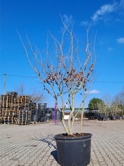 Eisenholzbaum / Parrotie 275-300 cm / Parrotia persica mehrstämmige Schirmform' (876121)