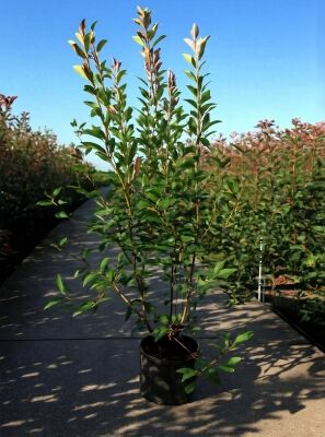 Glanzmispel 'Red Robin' / Photinia fraseri 'Red Robin' gnstig kaufen