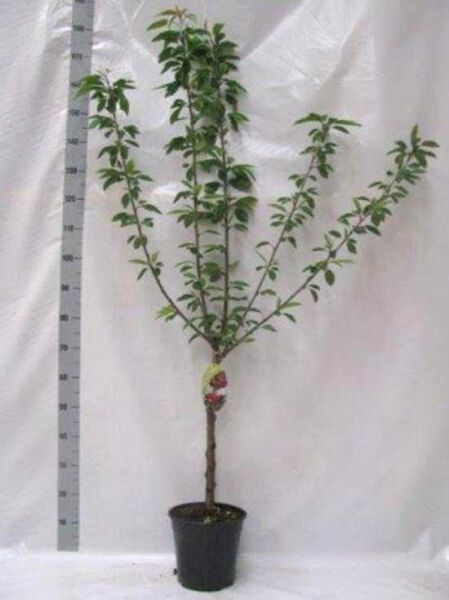 Prunus avium 'Stella' / Süßkirsche 'Stella', 60 cm Stamm, 120-140 cm Gesamthöhe, C7-Topf, junger Baum mit Trieben und Blättern