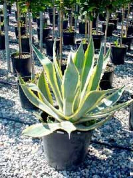 Amerikanische Agave 'Variegata' / Amerikanische Agave 'Variegata'