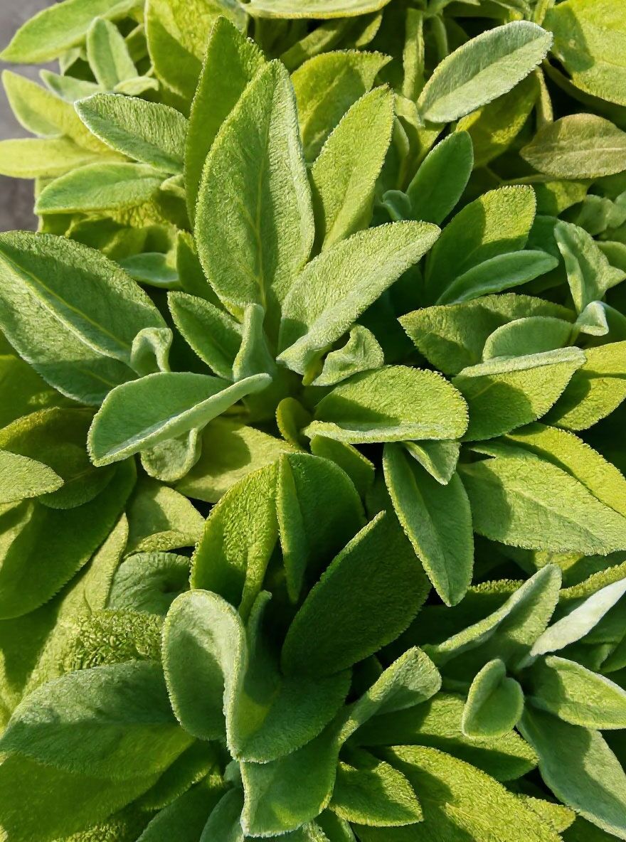 Teppich-Wollziest / Eselsohr 'Big Ears' - Stachys byzantina 'Big Ears'