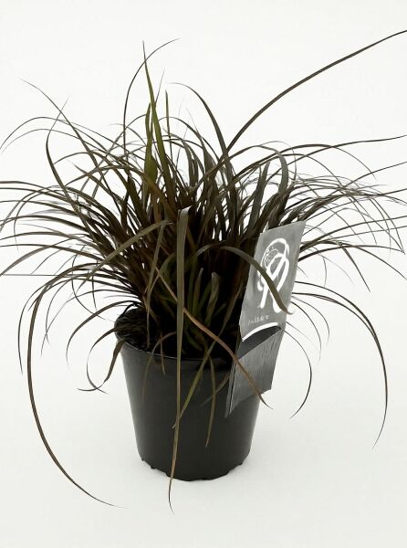 Uncinia uncinata 'Rubra' (Mahagoni-Gras) C2, horstbildendes Ziergras im Topf mit schmalen, bogig überhängenden Blättern