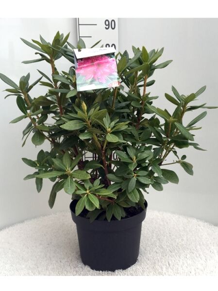 Rhododendron Hybride 'Cosmopolitan' (Rhododendron 'Cosmopolitan') 50-60 cm C10 im Topf, grünes Laub, mehrtriebig.