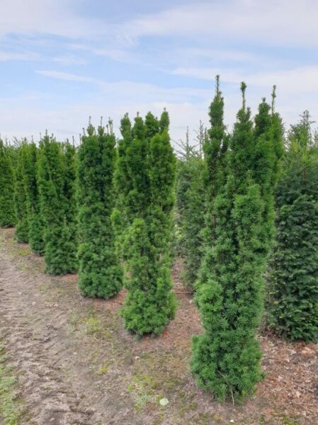 Taxus media 'Viridis' / Säulen-Eibe 'Viridis' 180-200 cm m. B., aufrecht wachsendes Nadelgehölz im Feldbestand.