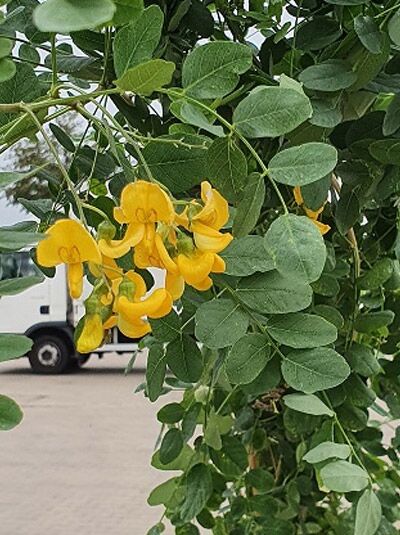 Blasenstrauch  / Colutea arborescens 