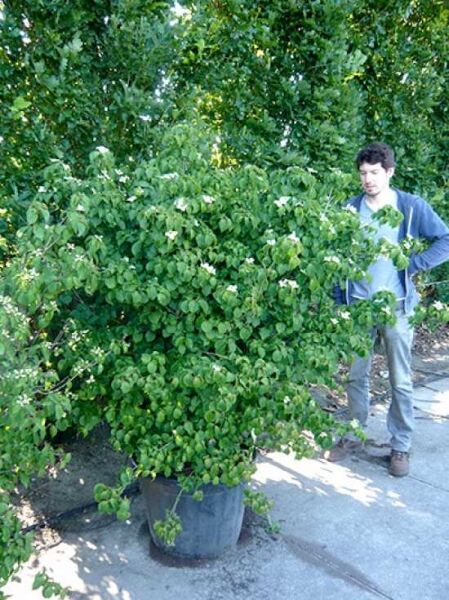 Japanischer Blumen-Hartriegel (Cornus kousa) 'Cappuccino', Strauch im Topf C90, ca. 175–200 cm, mit grünen Blättern und Blüten.