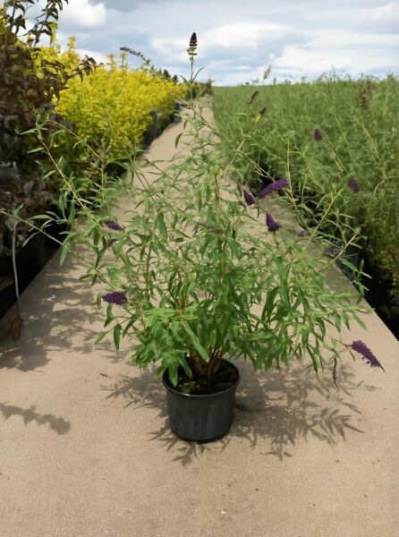 Buddleja davidii 'Black Knight' (Sommerflieder) 125-150 cm C20, Strauch im Topf mit grünen Blättern und violetten Blütenrispen.
