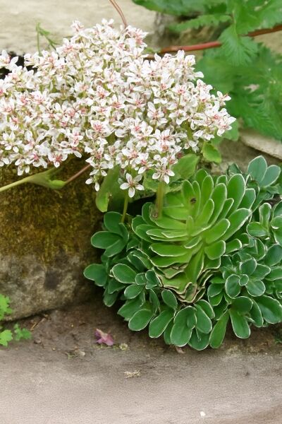 Saxifraga cotyledon 'Southside Seedling' / Strauch-Steinbrech 'Southside Seedling' mit grüner Blattrosette und weißen Blütenrispen