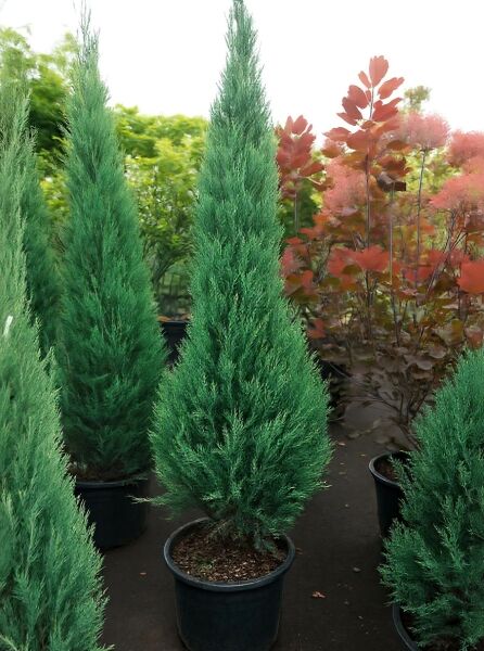 Juniperus scopulorum 'Blue Arrow' / Blauer Raketen-Wacholder 175-200 cm C30, säulenförmiger Wacholder im Container mit blaugrünem Nadelkleid