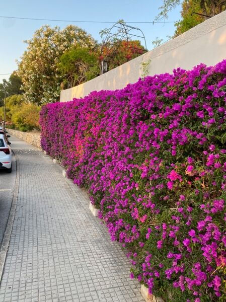 Drillingsblume „Barbara Karst“ (Bougainvillea buttiana) als dichtes Spalier mit vielen magenta Blüten an einer Mauer.