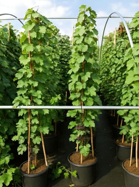 Vitis vinifera (Weinrebe) im C20-Topf, 250–300 cm, mehrtriebig an Stäben aufgebunden, dichtes grünes Laub.
