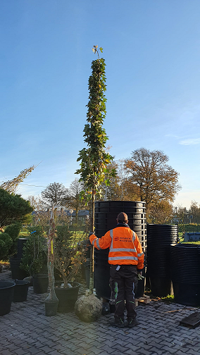 Liquidambar styraciflua 'Slender Silhouette' – Säulen-Amberbaum 'Slender Silhouette' Hochstamm 16-18 StU mit Drahtballen, schlanke Krone im Container