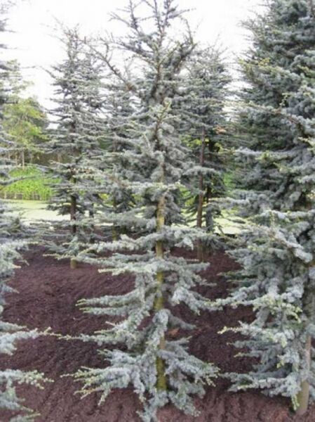 Blaue Libanon-Zeder (Cedrus libani 'Glauca') 250-300 cm m. Db., schlanker Nadelbaum mit blaugrünen Nadeln und Etagenzweigen