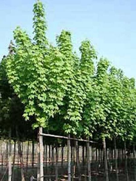 Spitz-Ahorn 'Columnare' / Säulenförmiger Spitzahorn 'Columnare' / Acer platanoides 'Columnare'