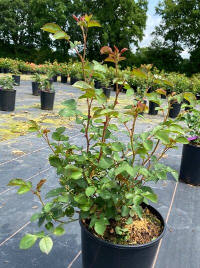 Englische Rose 'Dame Judi Dench' (Rosa 'Dame Judi Dench') im Topf C5, grünes Laub und rötliche junge Triebe.