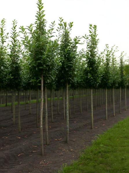 Prunus laurocerasus 'Novita' / Kirschlorbeer 'Novita' Hochstamm, ca. 200 cm, mit geradem Stamm und dichter, grüner Krone.