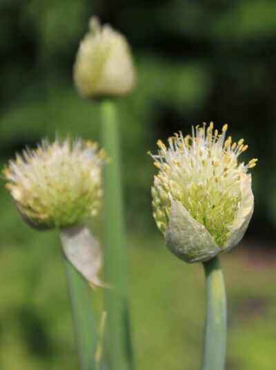Allium fistulosum / Winterheckenzwiebel