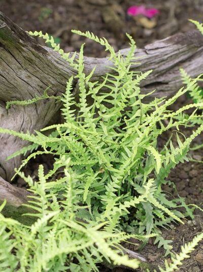 Asplenium ebenoides / Drachenschwanz-Farn