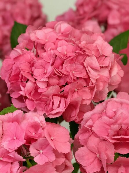 Bauern-Hortensie Hydrangea macrophylla 'Hamburg' mit dichtem, rosa Blütenball und grünen Blättern, Nahaufnahme.