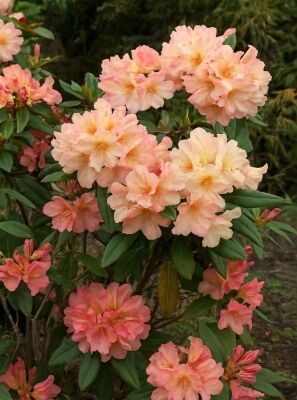 Rhododendron 'Circus' - Rhododendron Hybride 'Circus' - Baumschule NewGarden