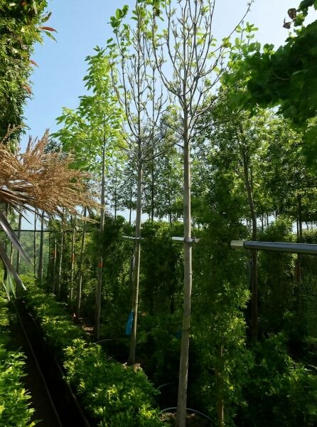 Magnolia brooklynensis 'Yellow River' / Magnolie 'Yellow River' Hochstamm 12-14 StU im Container mit grünem Laub