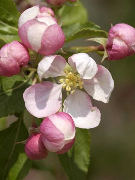 Malus 'Red Jade' / Zierapfel 'Red Jade'