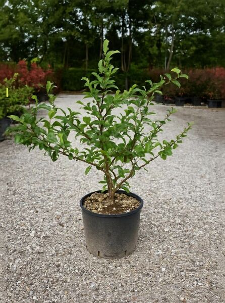 Chinesische Zierquitte (Chaenomeles speciosa) 'Nivalis', 60–80 cm, im C10-Topf, buschiger Strauch mit grünem Laub.