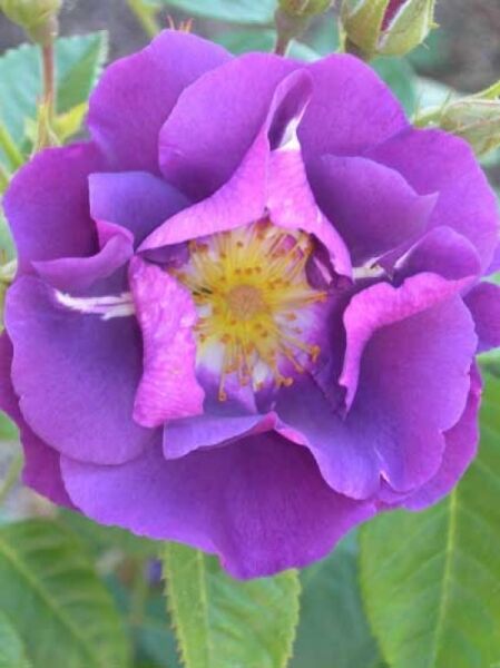 Rosa 'Veilchenblau' / Kletterrose 'Veilchenblau'