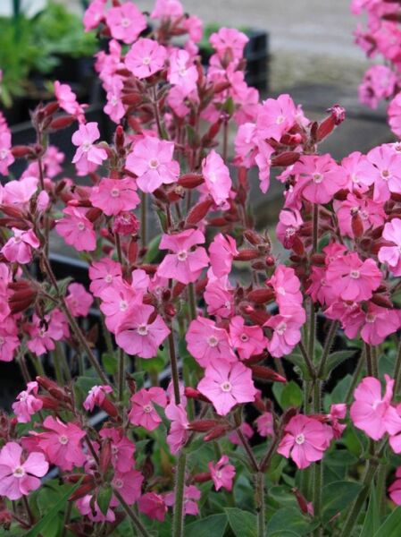 Licht-Nelke 'Rolly's Favourite' / Silene robotii 'Rolly's Favourite'