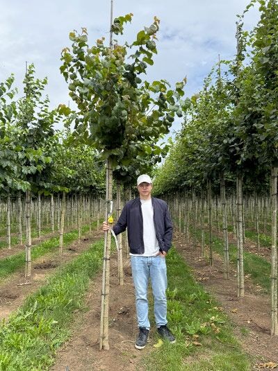 Corylus colurna (Baum-Hasel/Türkische Hasel) Hochstamm 14-16 StU mit Drahtballierung, junger Baum mit rundlicher Krone.