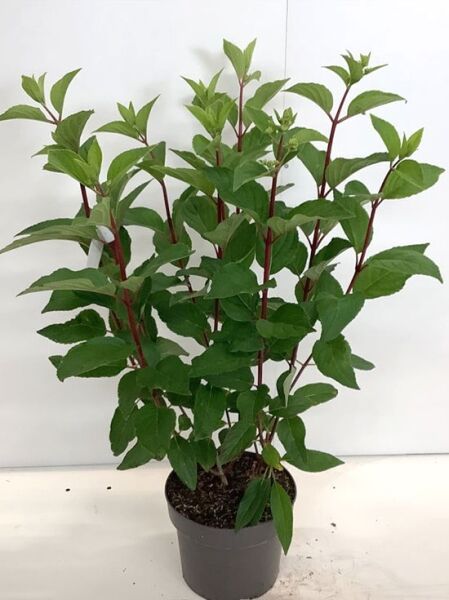 Rispen-Hortensie Hydrangea paniculata 'Pinky Winky' 40-60 cm C3, Jungpflanze im Topf mit grünen Blättern und roten Trieben