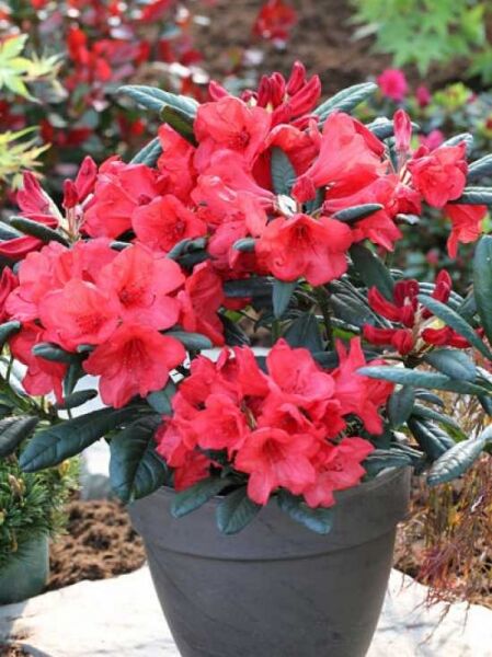 Rhododendron Hybride 'Elizabeth Red Foliage' / Rhododendron 'Elizabeth Red Foliage'