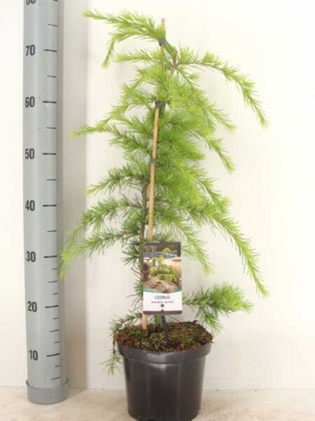 Cedrus deodara 'Aurea' / Gelbe Himalaja-Zeder, 50-60 cm, im Topf C7 mit Pflanzenetikett, gelbgrüne Nadeln, aufrecht gewachsen