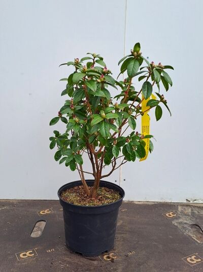 Rhododendron carolinianum 'P.J.M. Regal' (Rhododendron 'P.J.M. Regal') 25-30 cm C4, immergrüner Strauch im Topf mit Knospen
