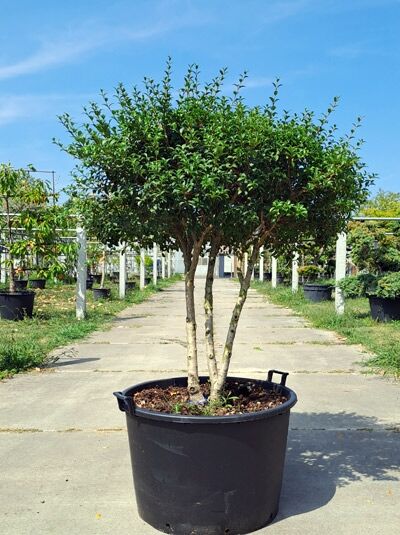 Frühlings-Duftblüte Schirmform - Osmanthus burkwoodii 140 cm breit x 130 cm hoch (876252)