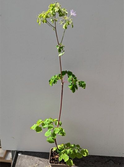Thalictrum aquilegifolium / Akeleiblättrige Wiesenraute P9, junge Pflanze im Topf mit aufrechtem Stiel und grünem Laub