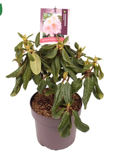 Rhododendron 'Scintillation' / Rhododendron Hybride 'Scintillation'