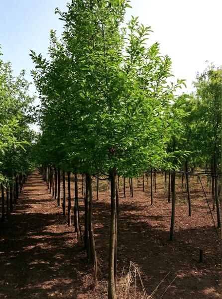 Magnolia kobus (Kobus-Magnolie) Hochstamm 14-16 StU, Baumreihe mit dichtem grünem Laub und geradem Stamm.