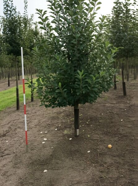 Malus domestica 'Cox Orange' (Apfel Cox Orange) Halbstamm 16-18 StU, junger Apfelbaum mit grünem Laub und Stamm.