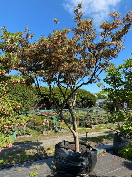 Enkianthus campanulatus, Glockige Prachtglocke Schirmform im Container, mehrstämmiger Strauch mit rosa Blüten, 250×290?cm (Nr. 1379)