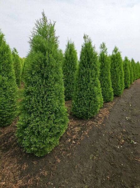 Thuja occidentalis 'Columna' / Säulen-Lebensbaum 'Columna' 180-200 cm m. B., Solitär, schlank aufrecht wachsendes Nadelgehölz