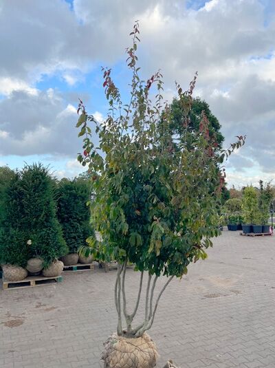 Eisenholzbaum 'Bella' 250-300 cm schirmförmig / Parrotia persica 'Bella' Schirmform (1577395)
