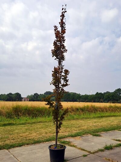 Rote Säulenbuche - Fagus sylvatica 'Rohan Obelisk' (1567668)